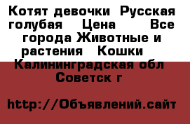 Котят девочки “Русская голубая“ › Цена ­ 0 - Все города Животные и растения » Кошки   . Калининградская обл.,Советск г.